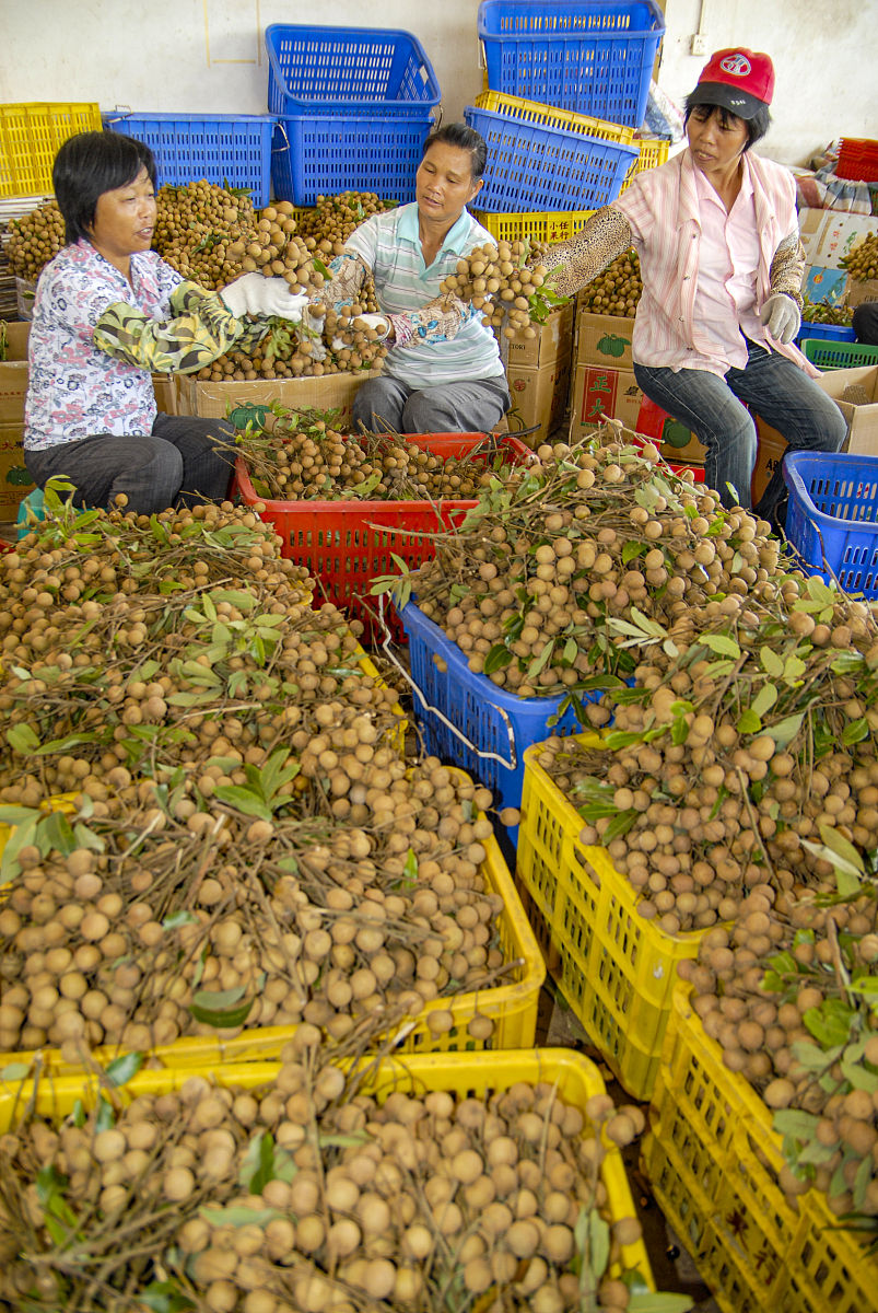 齐峰果业：年产5000吨，打造现代化水果产业链