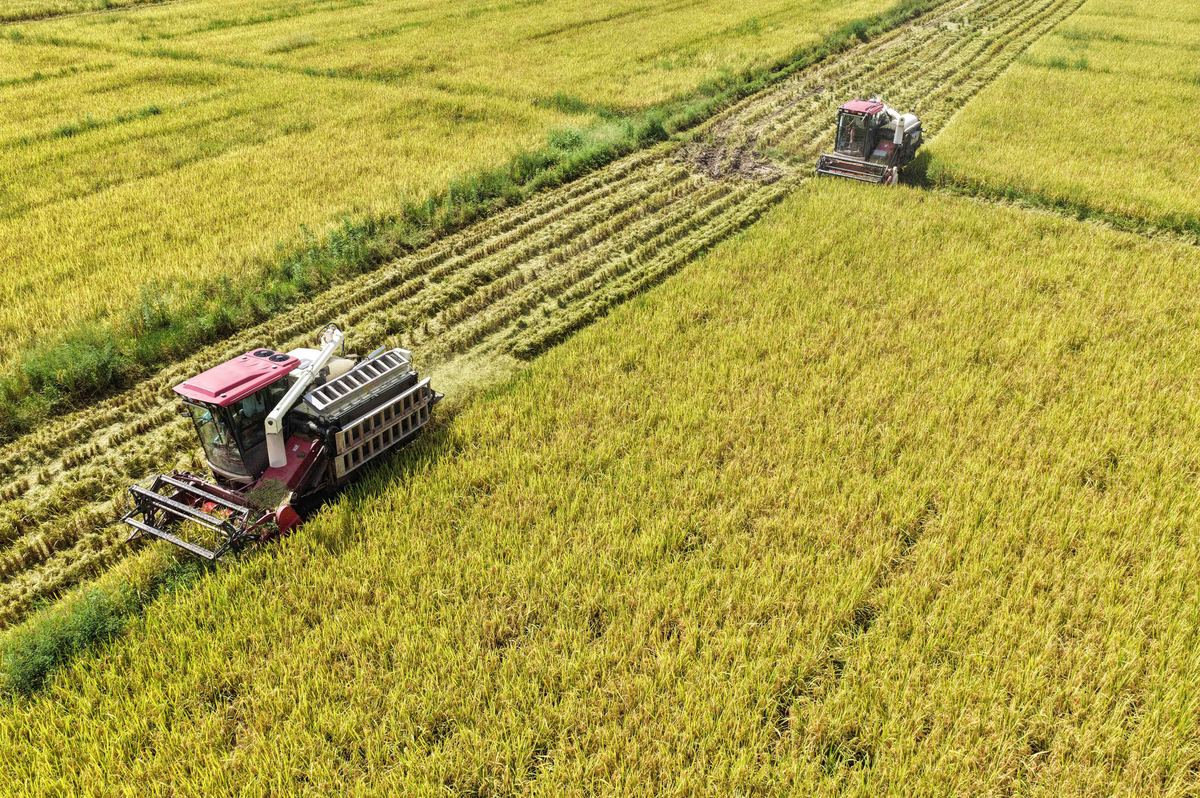 人均粮食产量：衡量粮食安全和可持续发展的重要指标