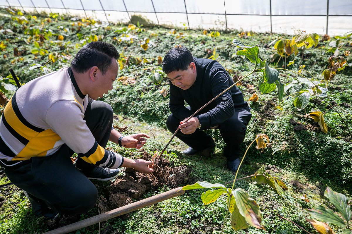 贵州药用植物栽培与加工专业学校推荐：选择指南