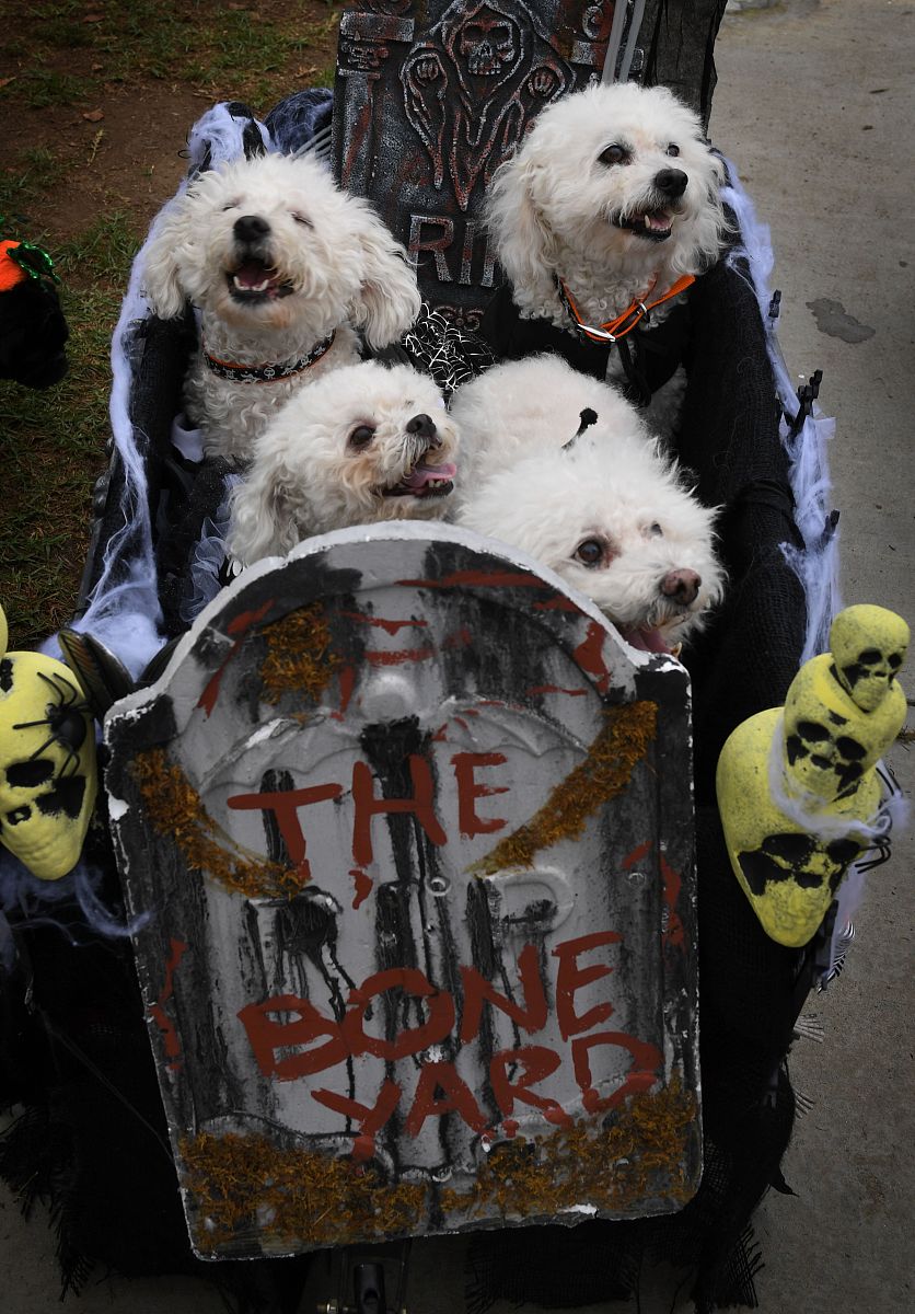当地时间2016年10月30日,美国加州长滩,当地举行一年一届的haute dog