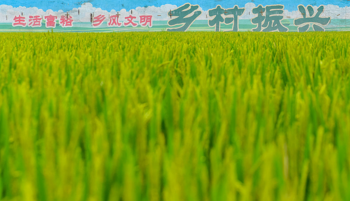 水稻苗床施用国光壮多微量元素，用量多少合适？