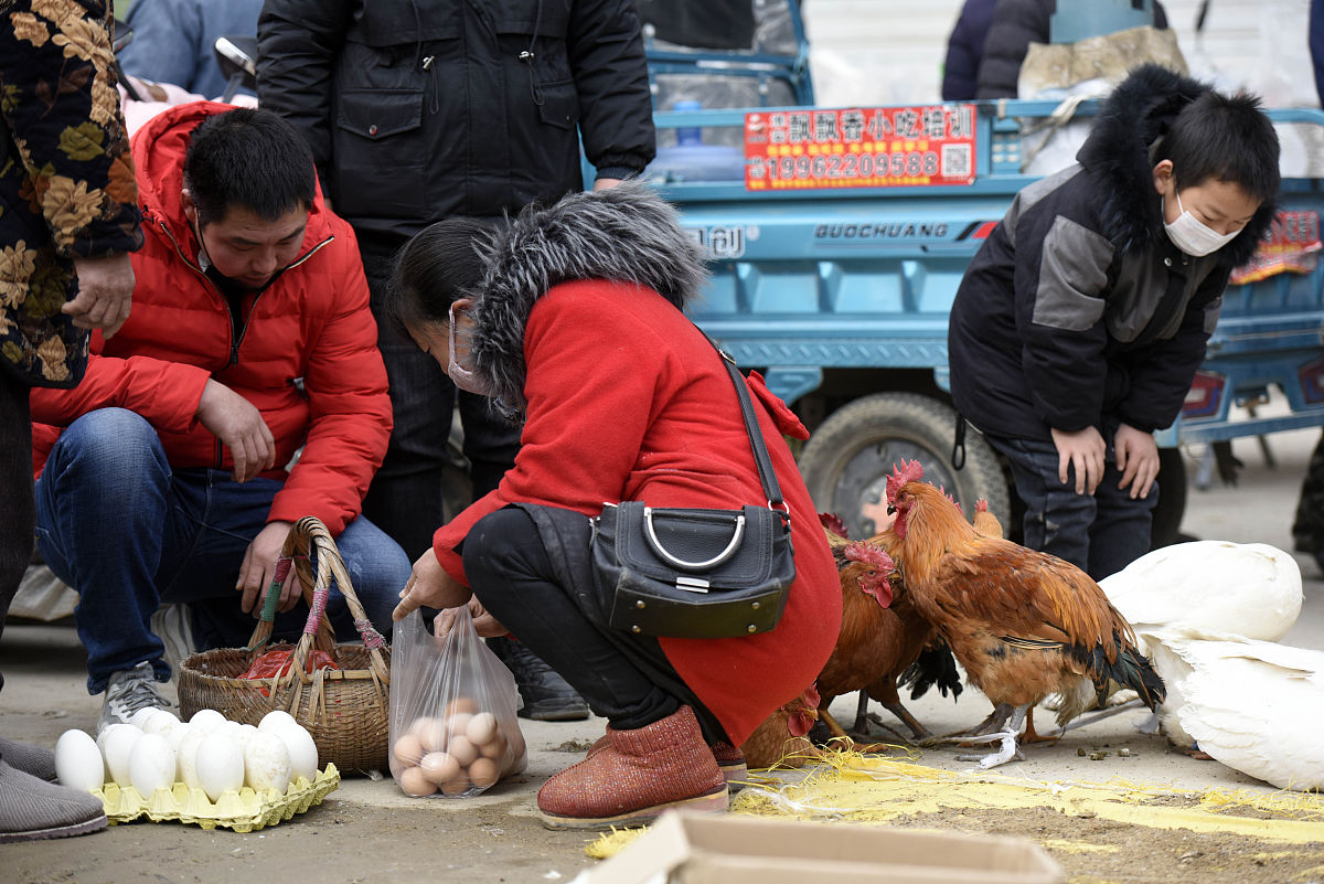流浪鸡哥计划：帮助流浪鸡找到家