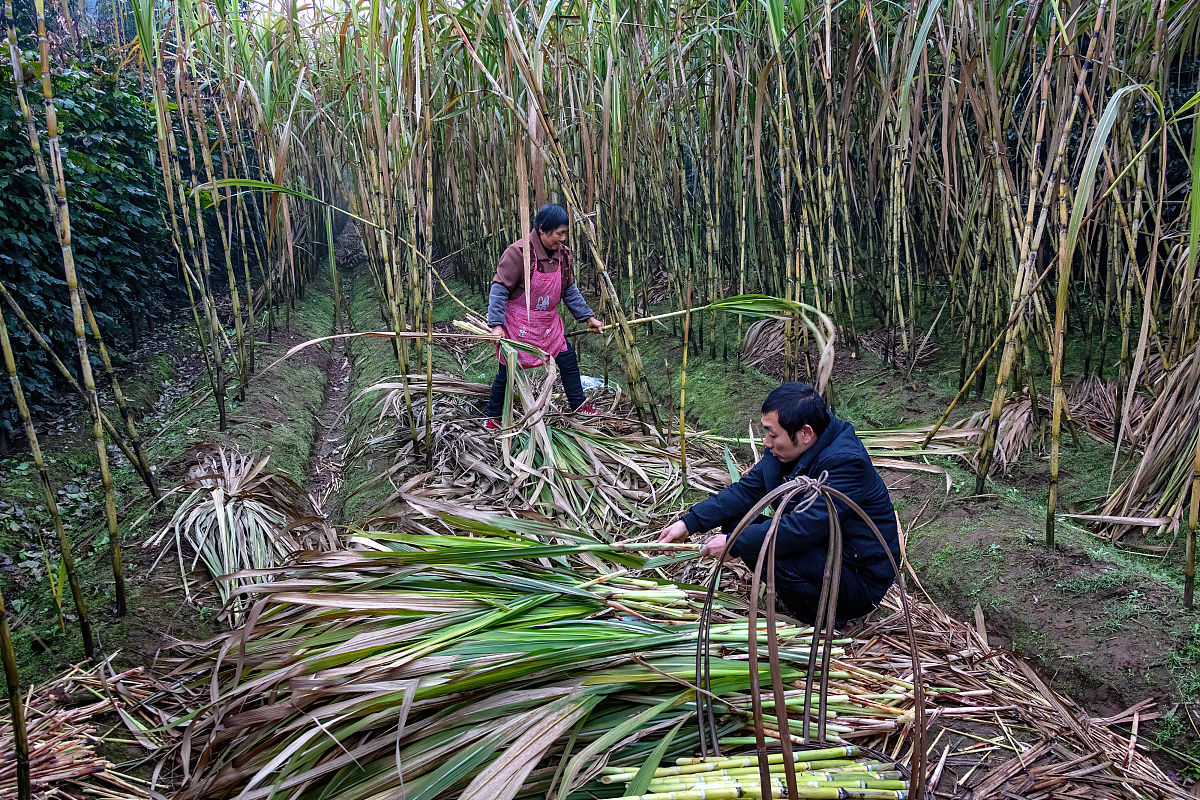 甘蔗的种植现状、播种、田间管理及收获情况