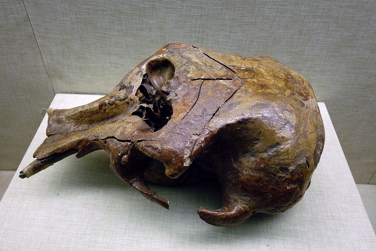 人类狩猎猛犸象当时的人类是什么r