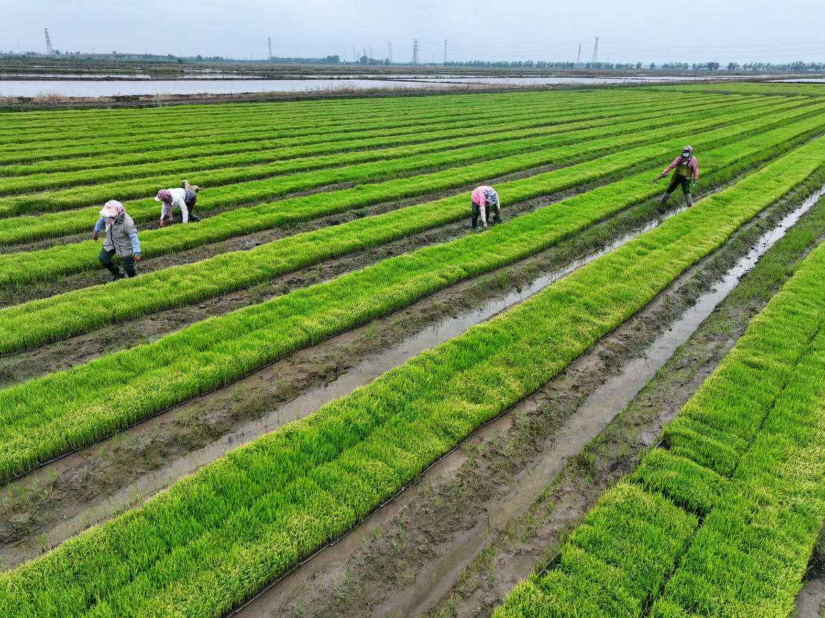 乡村振兴产业兴旺：本村引进秋月梨、韭菜苗项目，预计新增集体收益80万