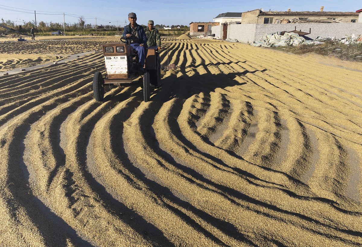 农村复耕行动：保障粮食安全，应对全球挑战