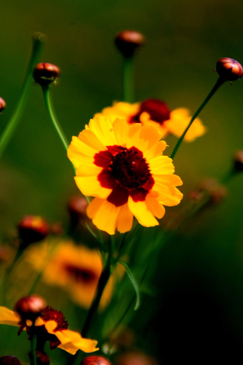 雪菊乳饮料研究：目的、意义及市场潜力