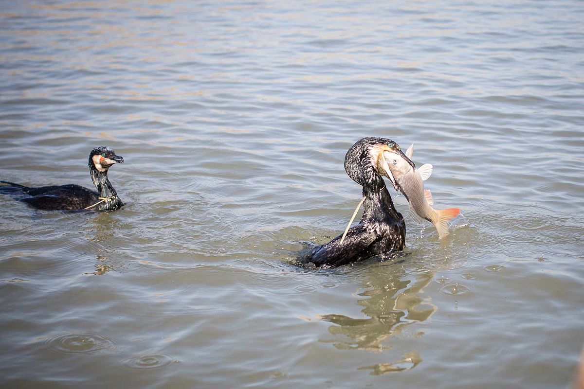 请使用1000字讲述一下《穷爸爸富爸爸》这本书的第十三章内容并以中国平通的打工人进行举例