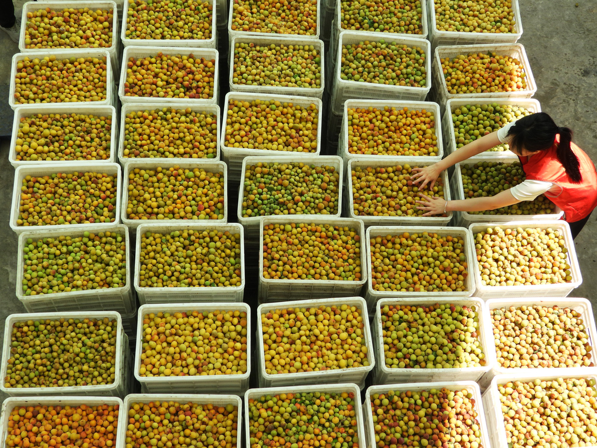 榕江县金果兴农团队成功展示枇杷次果加工设备，变废为宝助力乡村振兴