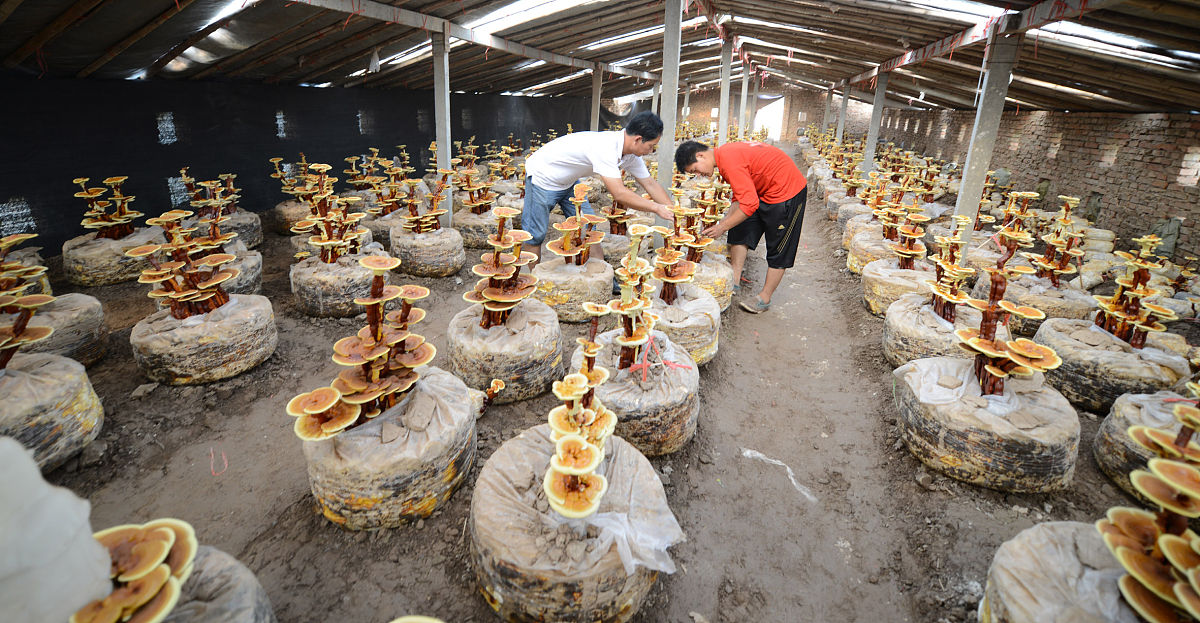 虞城县人口数量 - 2020年统计数据