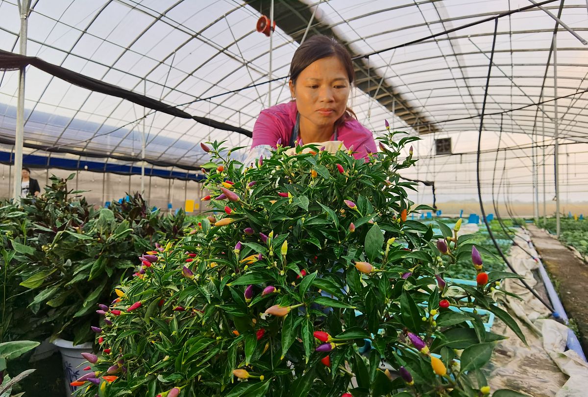 朝天椒种植怎么施肥才能多结果