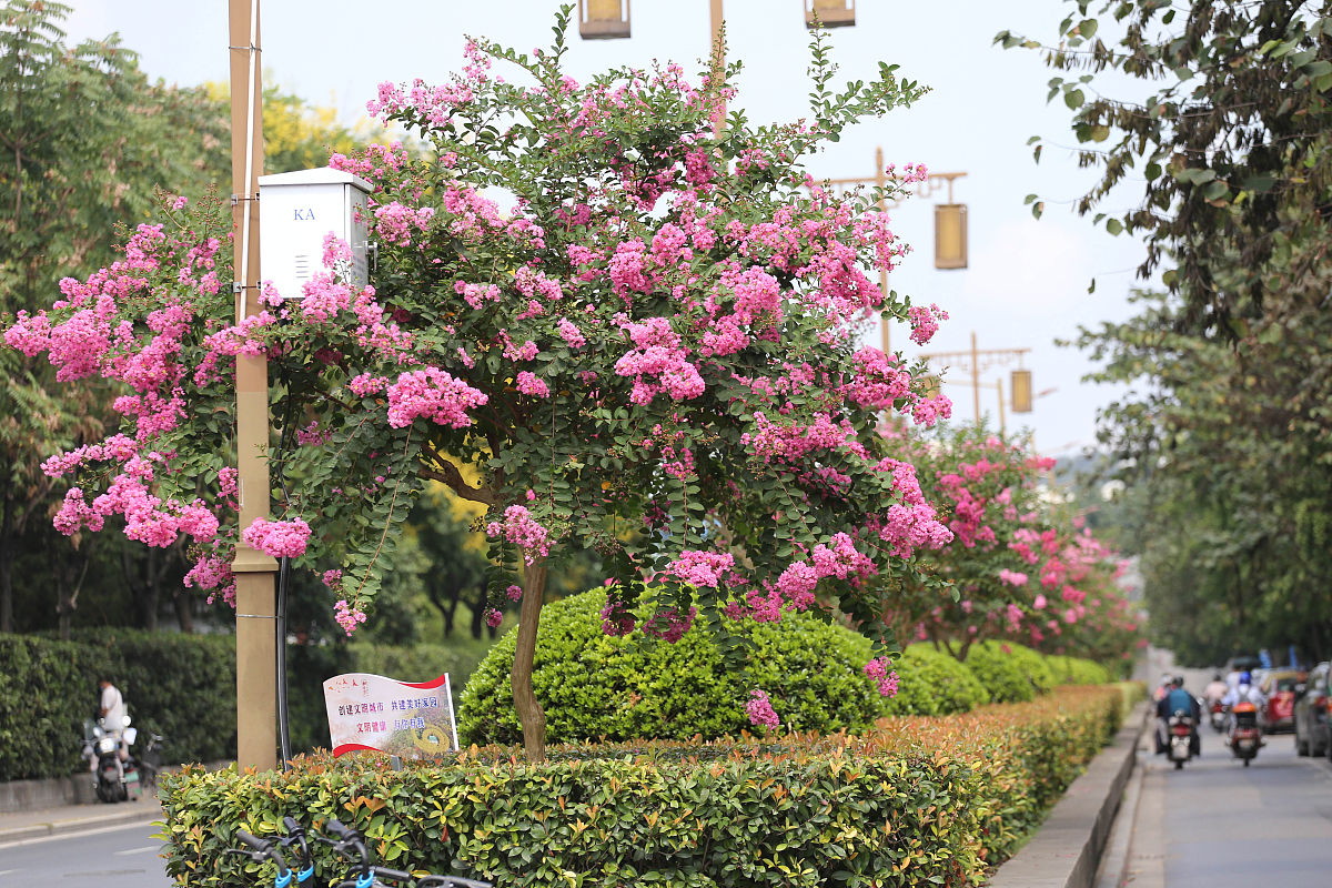 用户关闭了花呗额度解绑了银行卡余额也没钱花芝租商户还能通过支付宝自动扣到用户的租金吗？帮我用200字详细描述