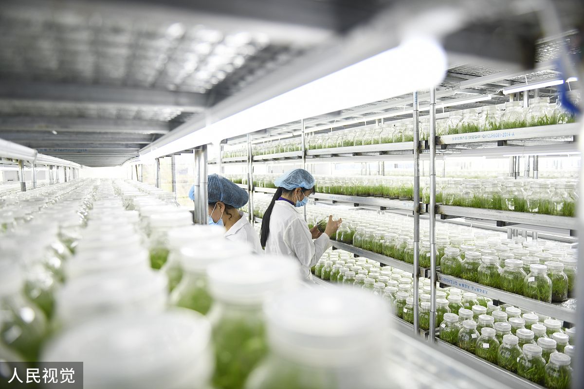 马铃薯试管苗工厂化生产模式的不足对于这些问题的改进方式有哪些呢？