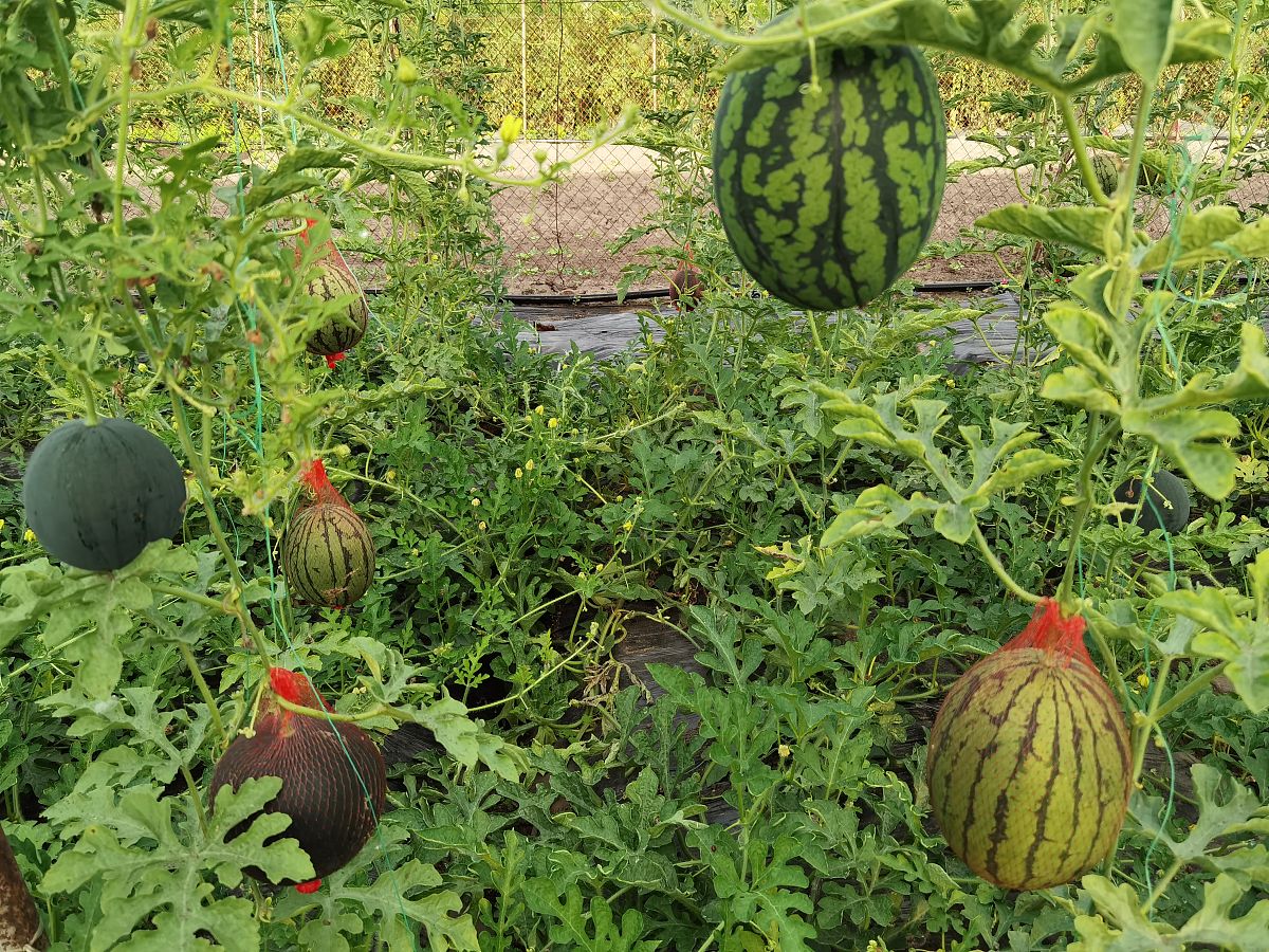 小糖丸西瓜10条卖点从种植培养采摘筛选包装营养口感的角度说明