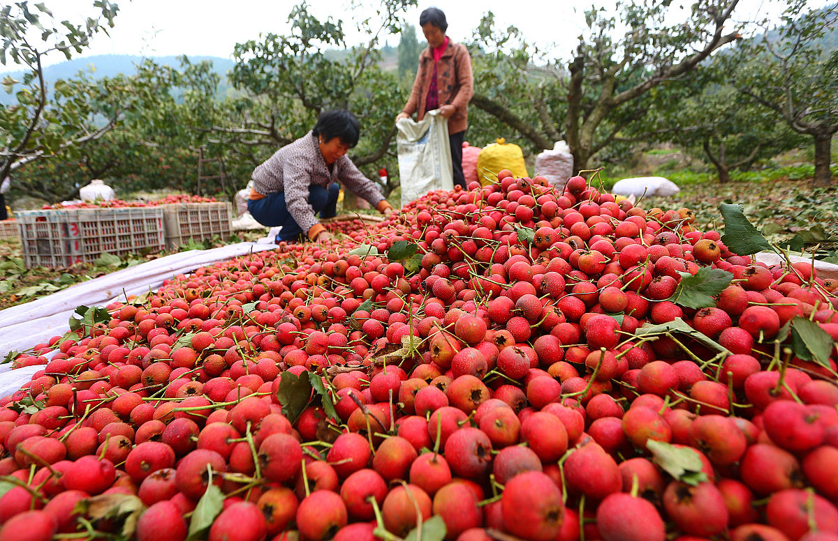 学生桃子助农实践，红色革命文化学习，收获满满！