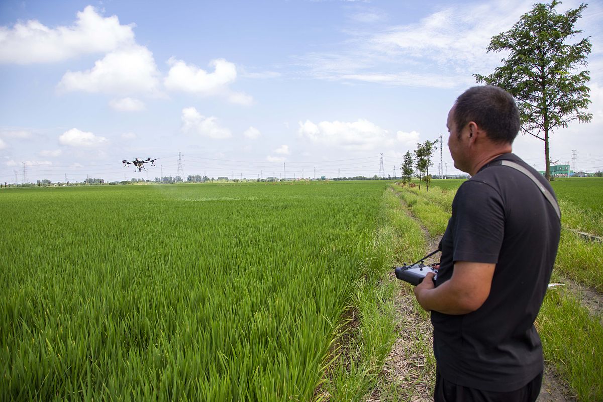 横山县水稻病虫害防治现状及措施建议