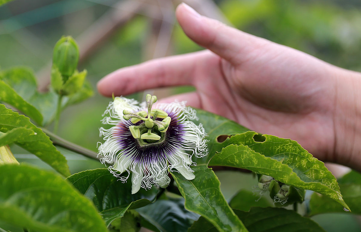 关于《内蒙古大学研究生院》的介绍每段需要用p标签分为两单段200字左右。