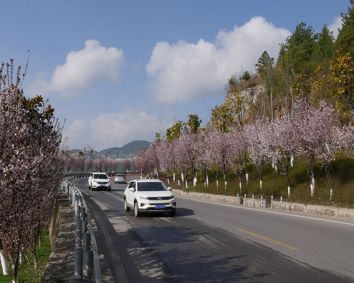 泸州到平坝樱花怎么坐车最方便回答+拓展