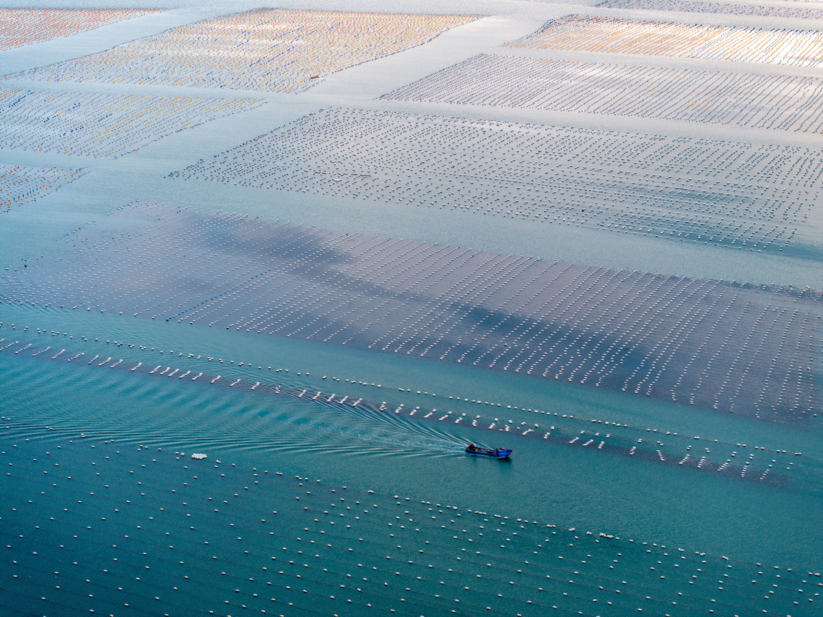 养殖区海参分布的随机性分析