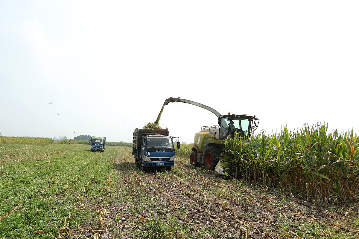 玉米秸秆的含水率