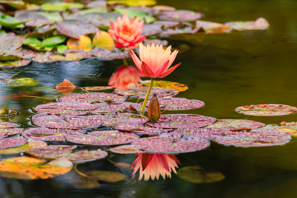 2021年云南医药健康职业学院三年制专业目录