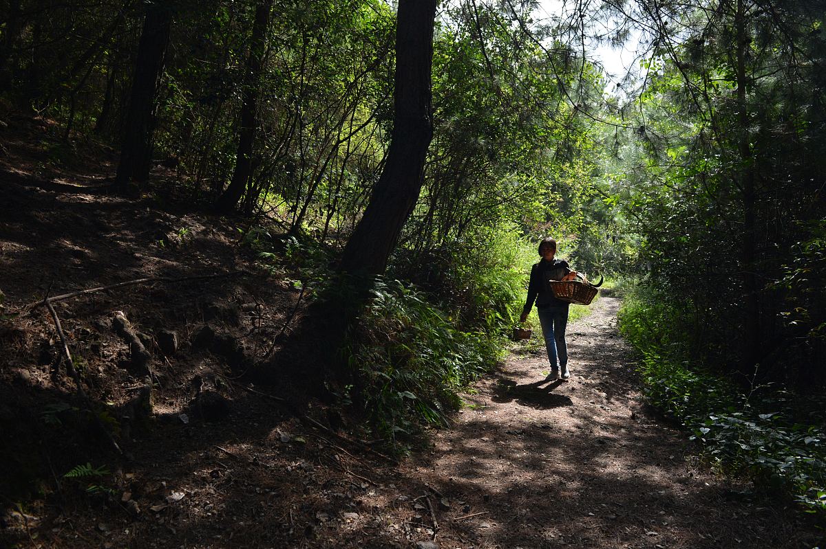 菌菇中毒的事故预防
