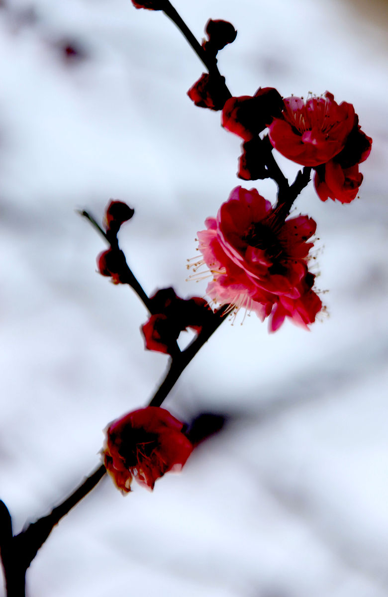 梅花：高洁不屈的象征