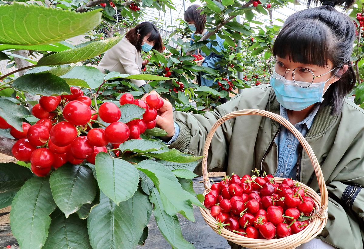 大连国际樱桃节策划案大连国际樱桃节策划案