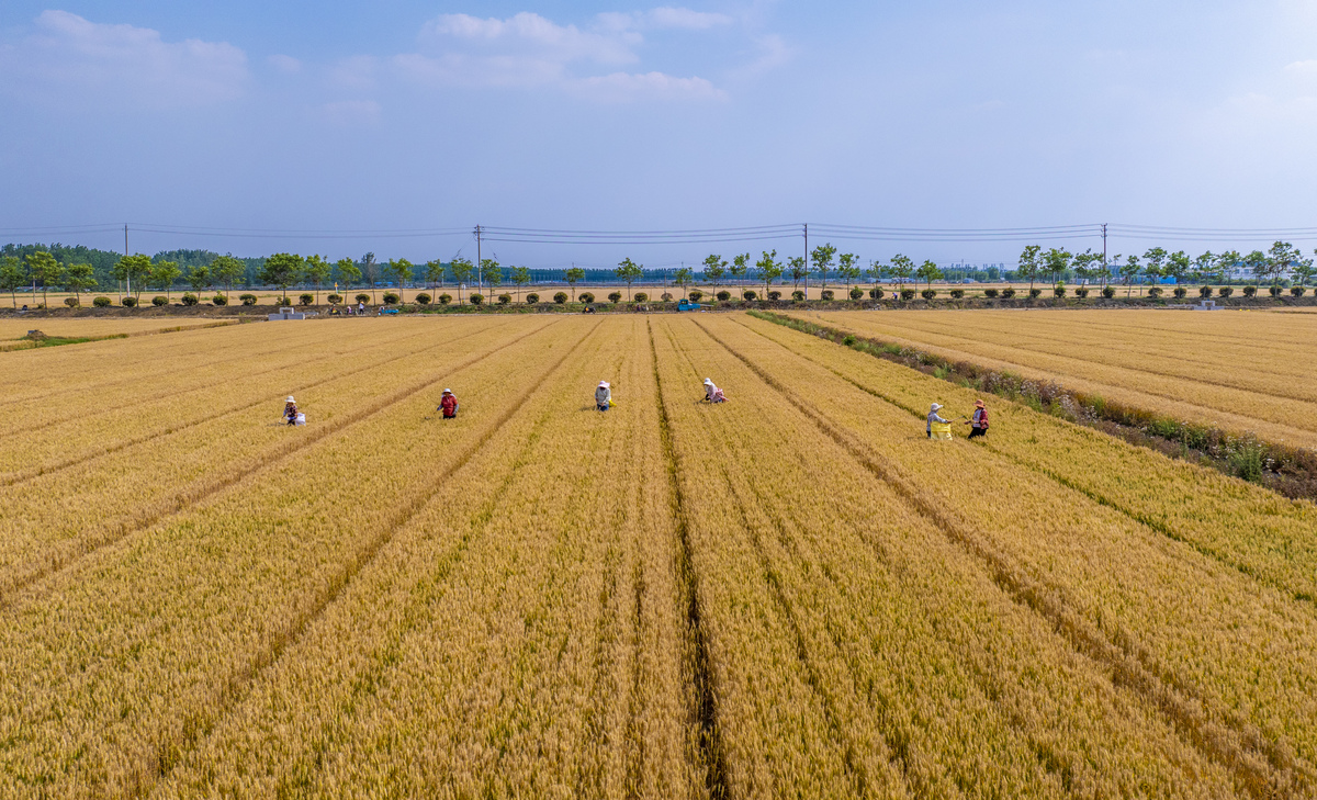 中国粮食安全迈向更高水平：生产、产业、保障体系全面升级