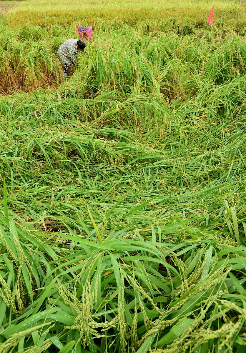 论述横山县水稻纹枯病发病症状及成因不少于500字。