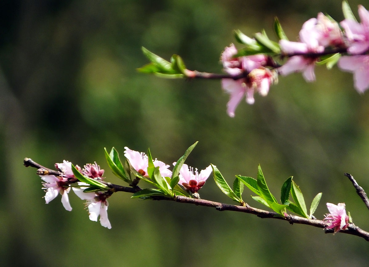 编写有关春的诗