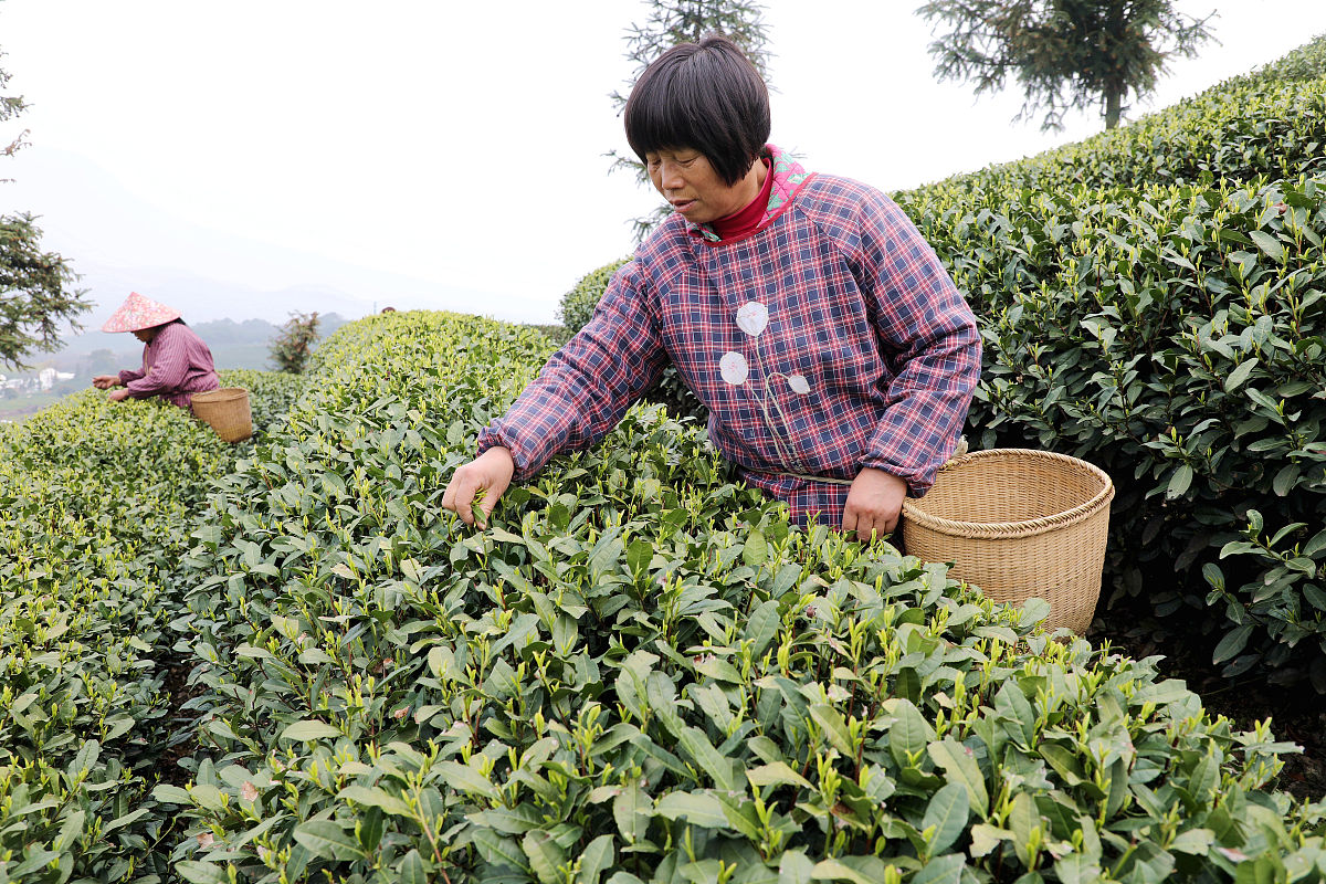 云南新型职业学院中药学专业招生：探寻中草药的神奇之处