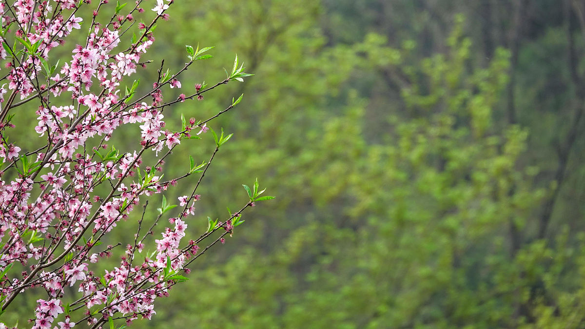 春天的交响曲：万物复苏，生机无限