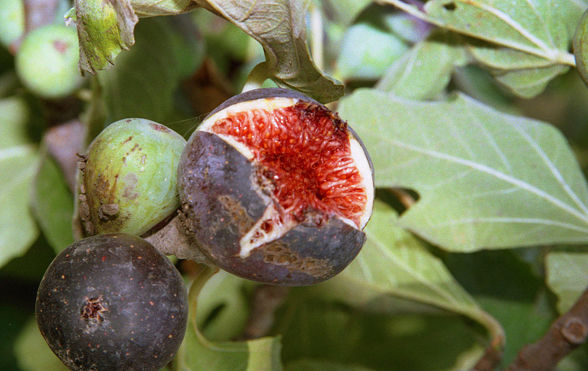 碧蓝航线Prinzeugen泳装沙滩AI绘画Prompt