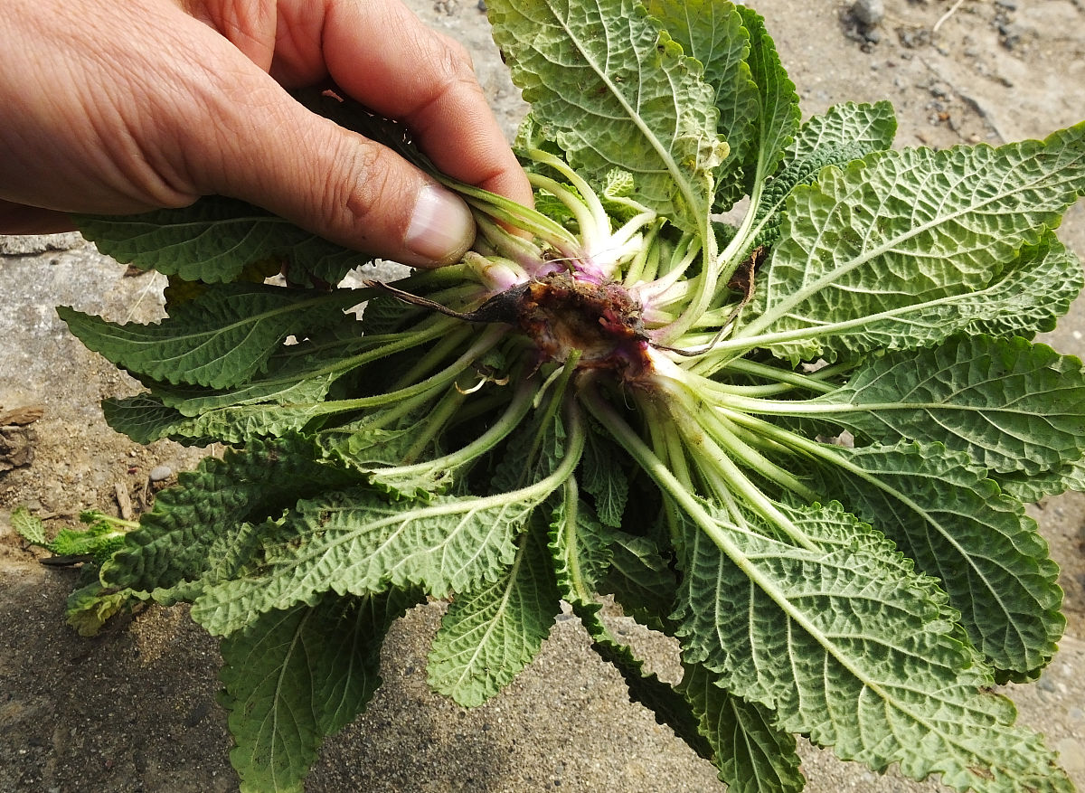 昆明云南中医药中等专业学校招生报名系统 - 简化流程，助力学医梦