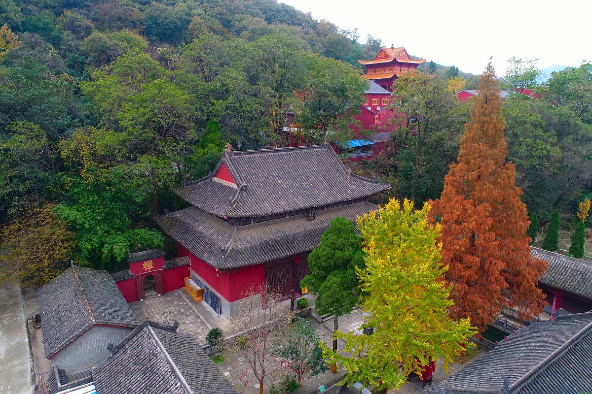 裸子植物特征详解：从花果到寿命