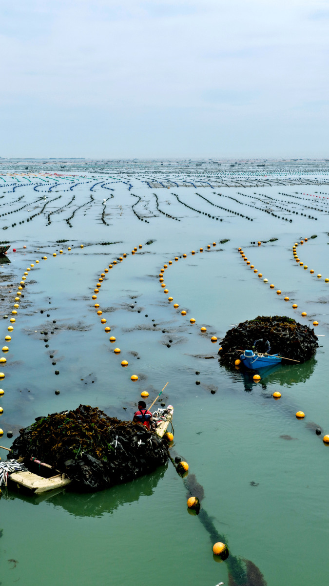 春季15℃海水温度下底播海参苗养殖注意事项