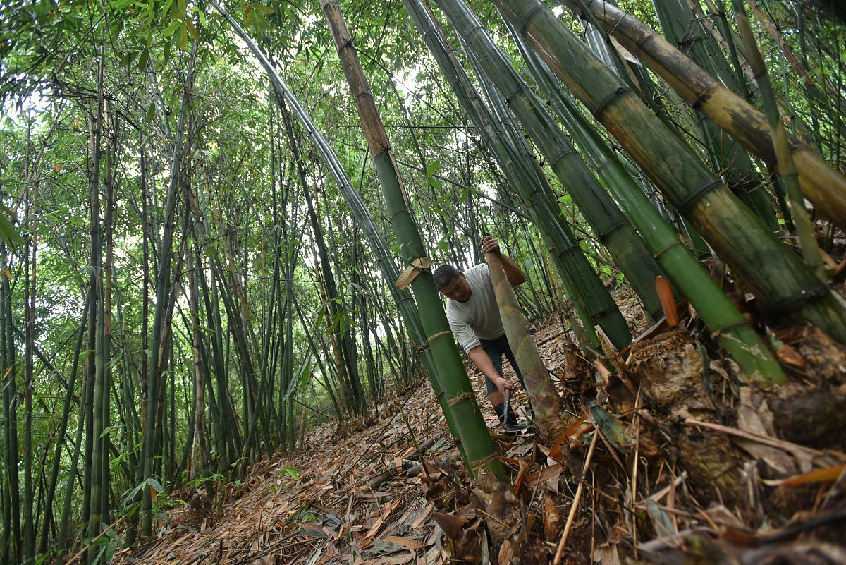 采收竹笋需要注意什么