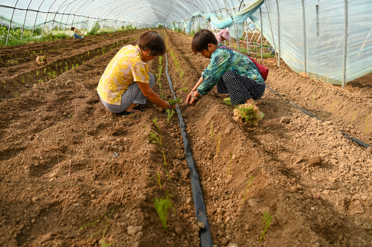 土豆如何防寒抗冻？提高土豆耐寒性的种植技巧