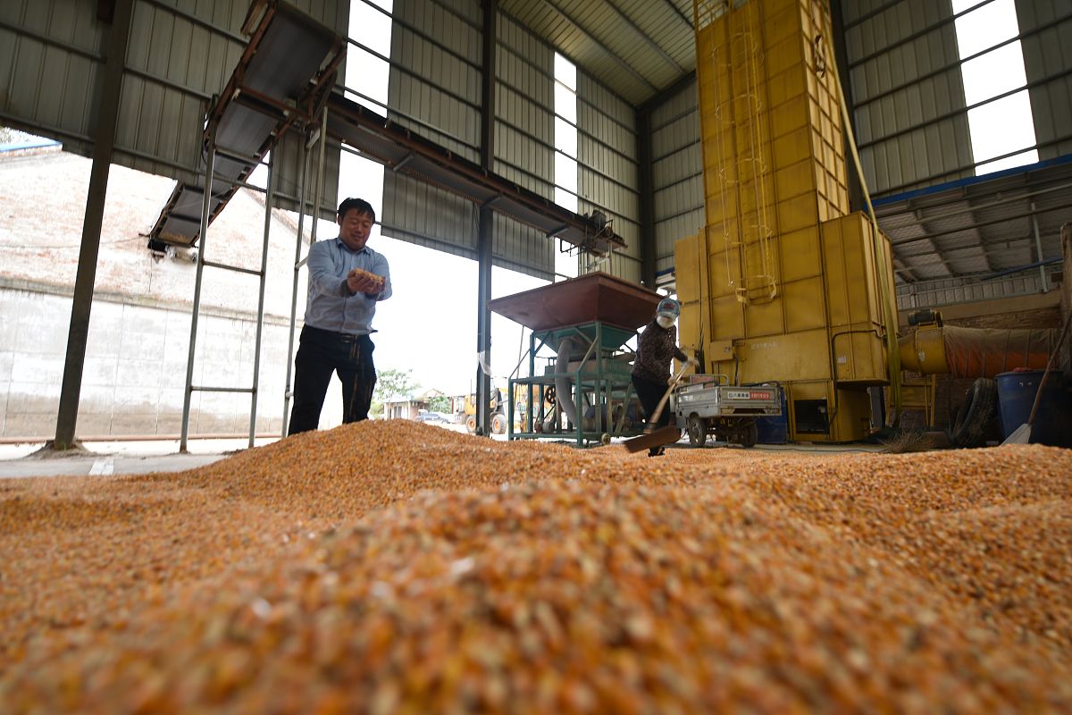 在不改变原意的情况下改写：农产品的附加值会增加这有助于解决农业种植生产售后服务能力不足的问题。为此可以成立共赢制合作社棉花加工厂、共赢制合作社玉米烘干存储厂、共赢制合作社饲料加工厂等建立与规模化、标准化农业生产平台品牌农产品。合作社需要走向主动销售市场