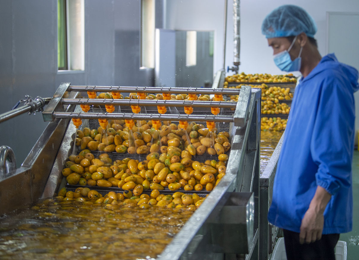 黔东南民族职业技术学院研发“黄金果”枇杷浓缩汁加工设备，解决枇杷次果难题