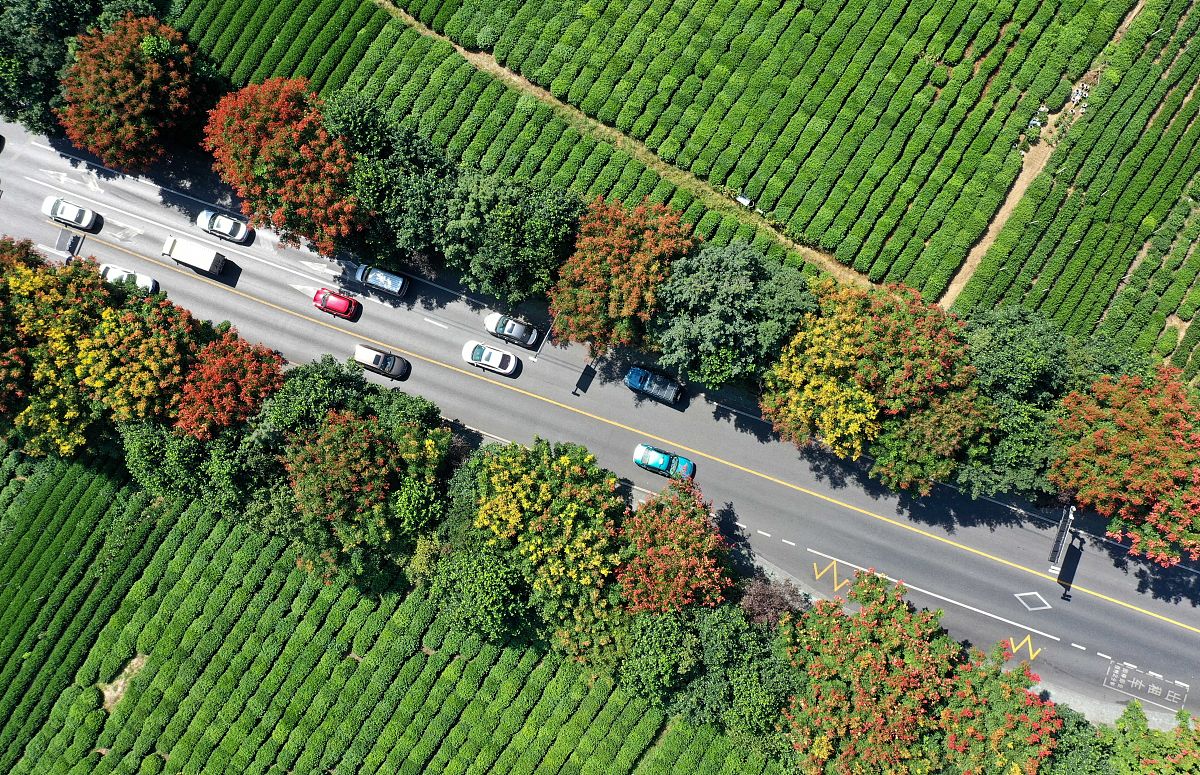 小栾：名字含义与相关信息