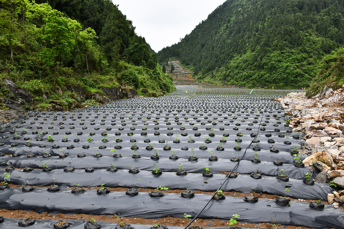 周易风水住宅布局：厨房、厕所、主卧、书房、客厅、饭厅最佳位置