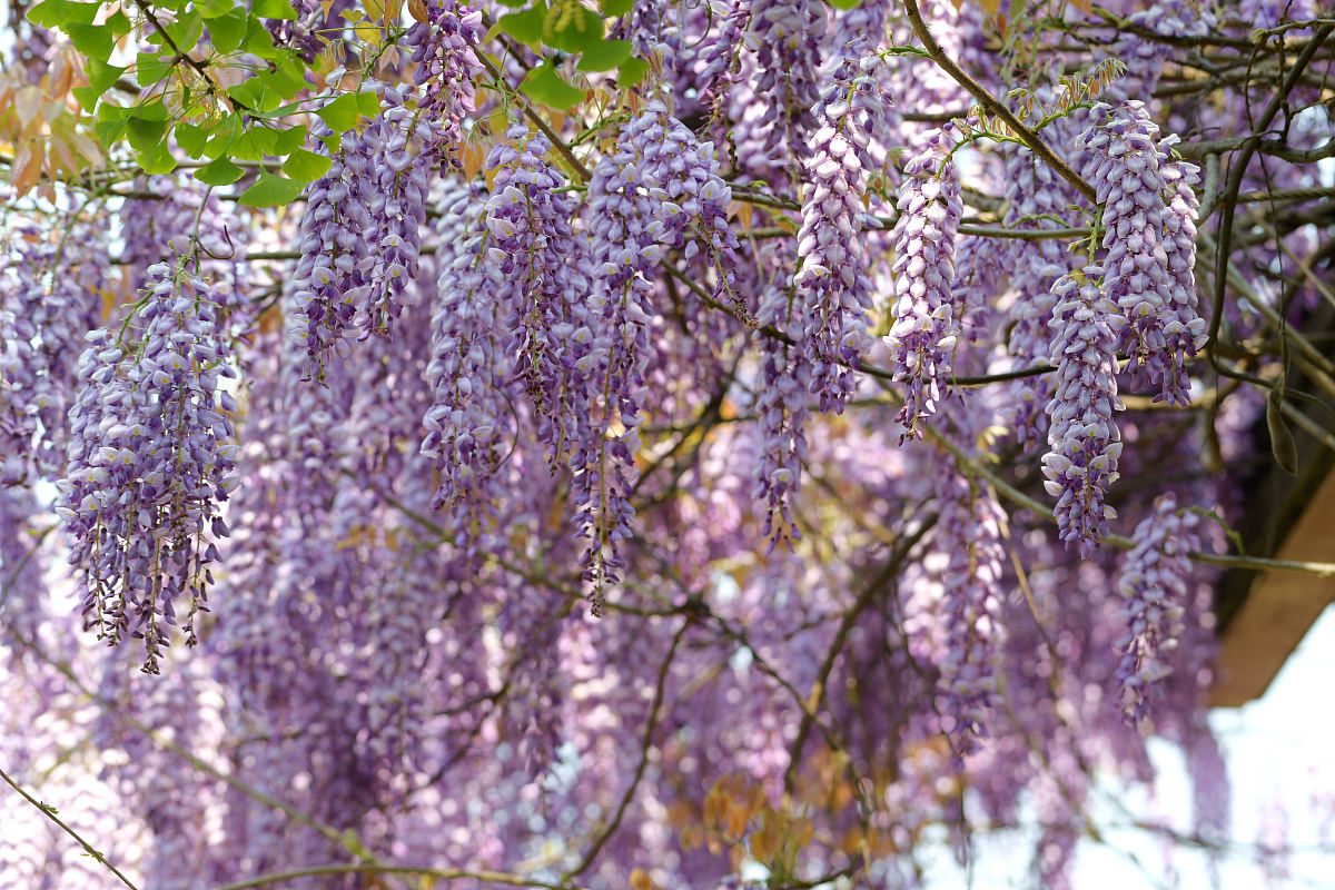 我的校园有一个紫藤花廊花园