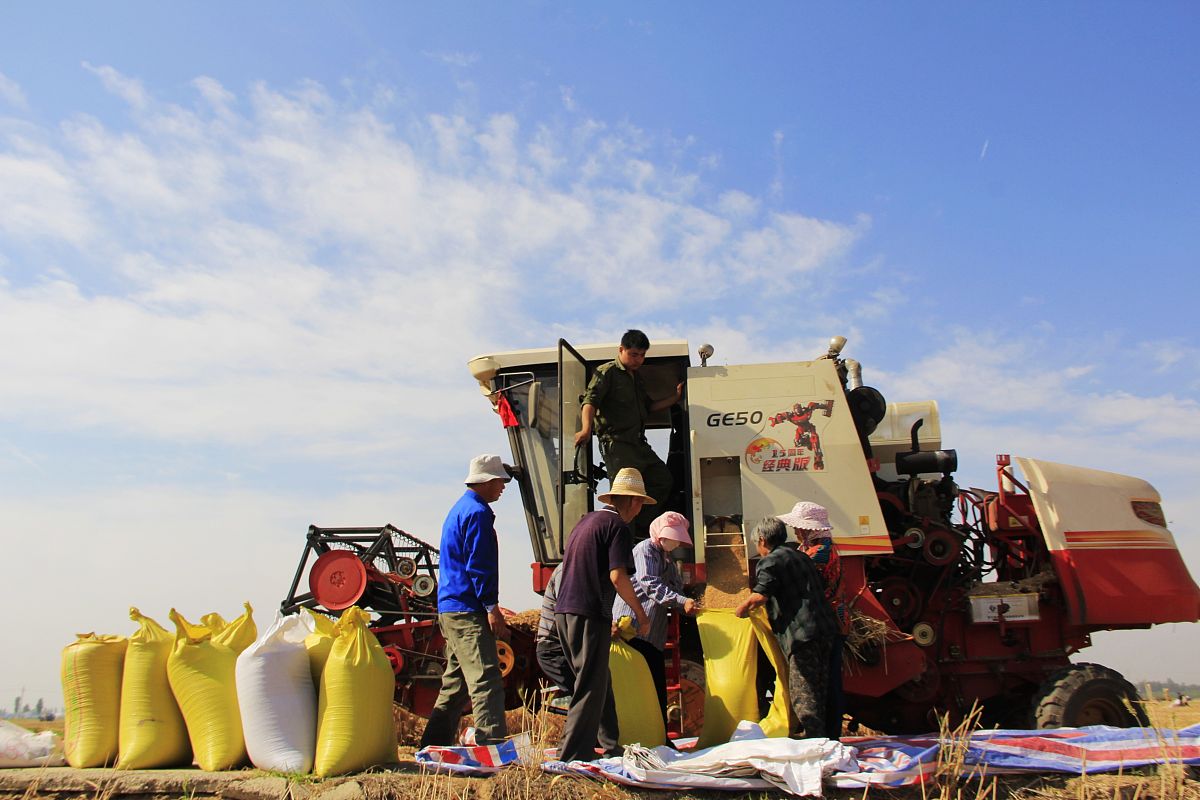 粮农组织2015年后对落后国家的援助项目