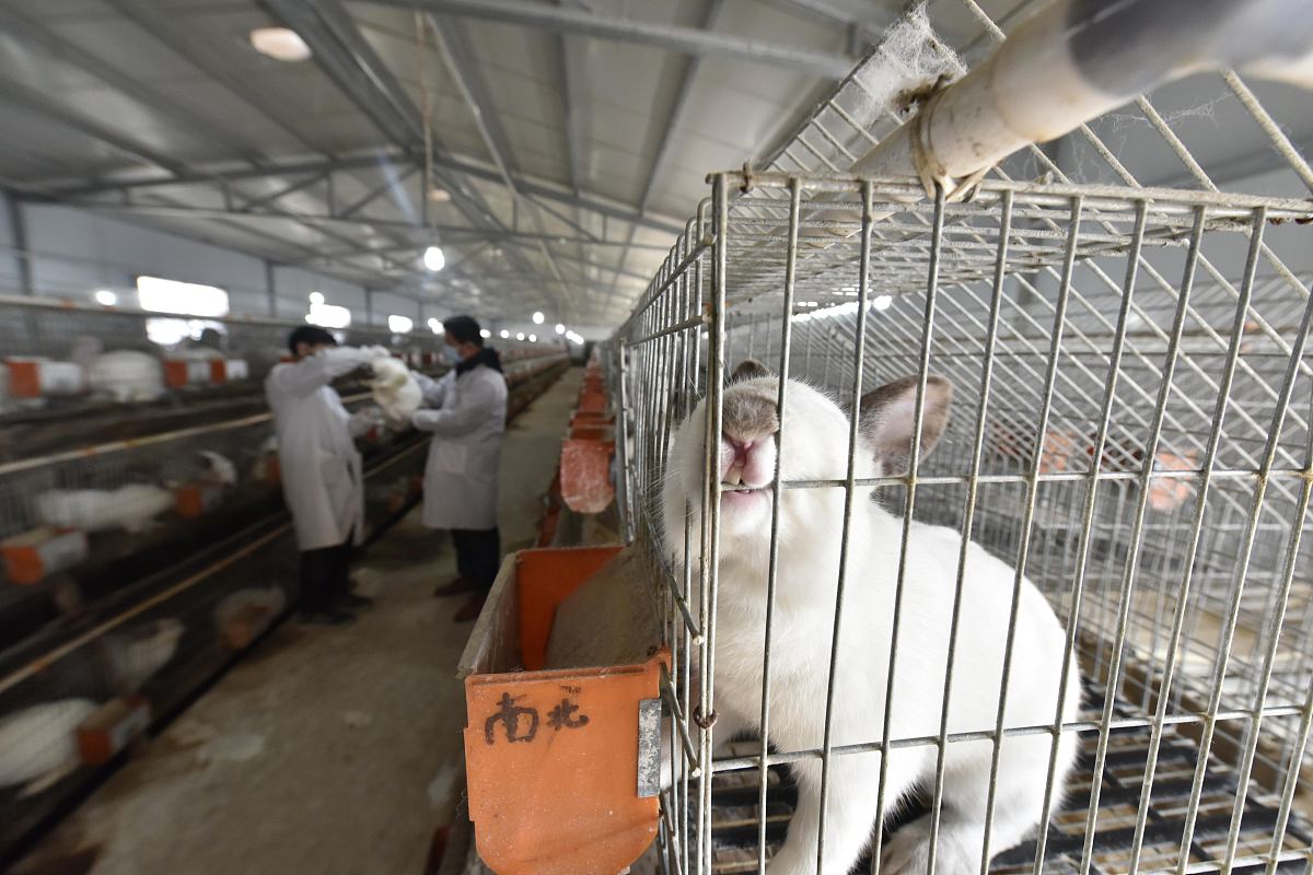 提高肉兔生产性能的6大技巧