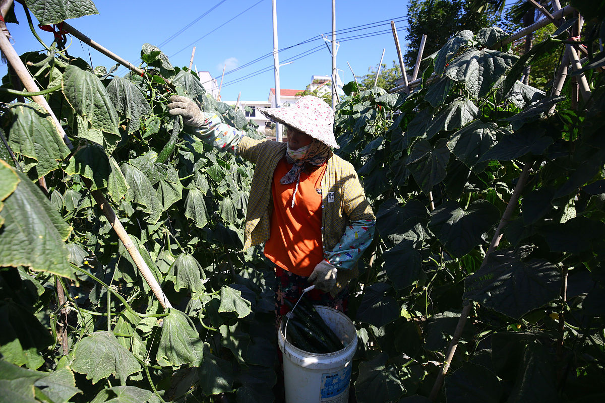 果蔬贮运病害物理防治：原理、措施、利弊及发展前景