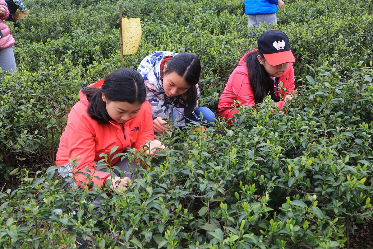 黄山五城茶干哪家最正宗回答及拓展