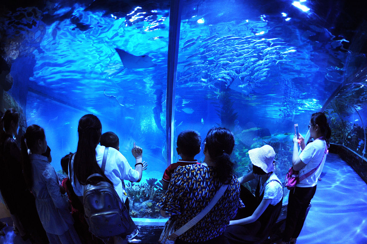 大连圣亚海洋世界：探索海洋奥秘，感受自然魅力