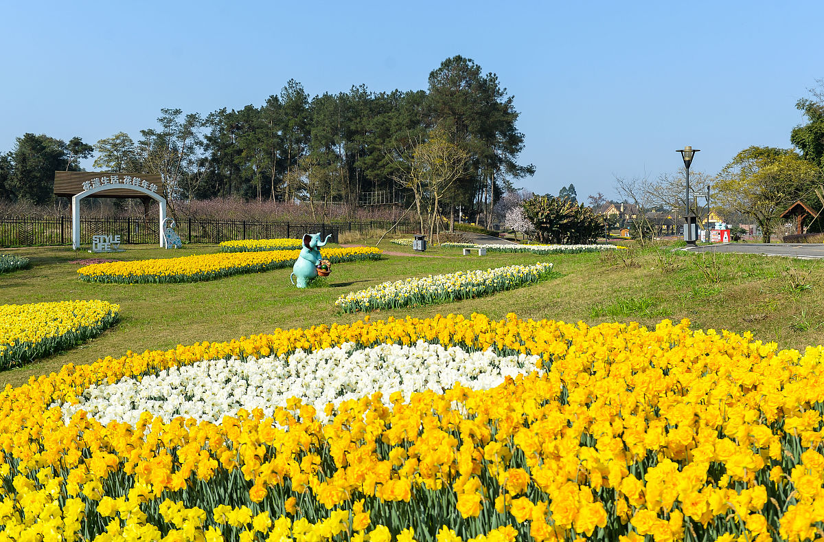 2020年2月29日,成都,石象湖景区鲜花盛开.(如需下载使用,请务必署名:
